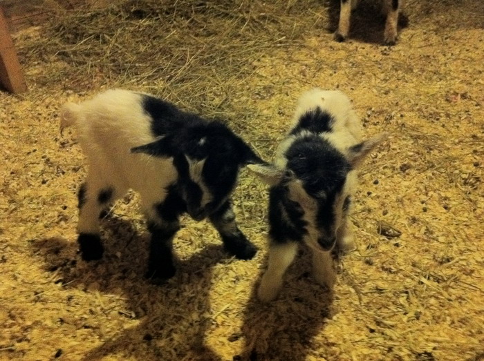 IMG_0013.jpg1.jpg"%20height="523"%20width="700